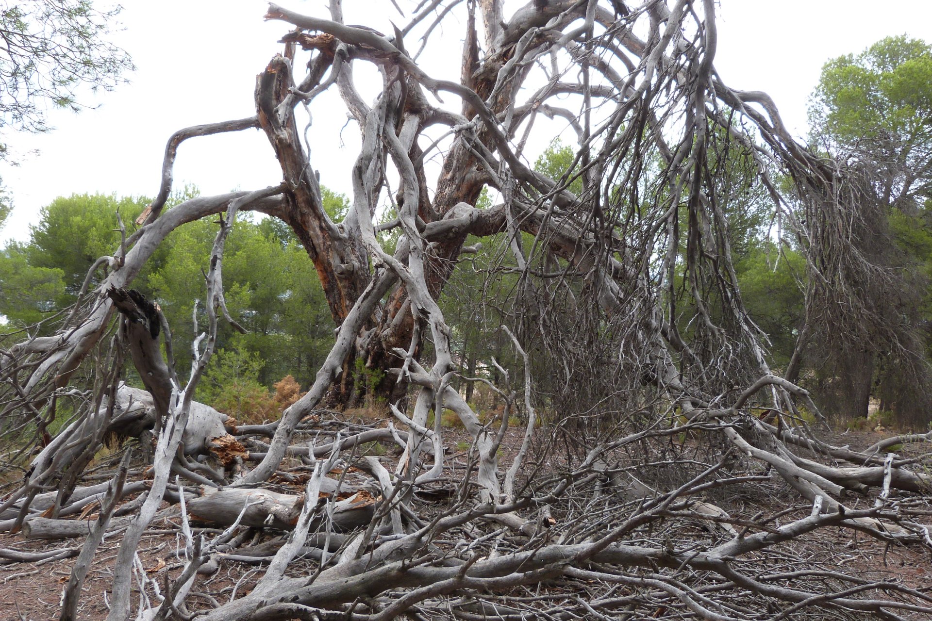 Herverkoop - Country Property - Alicante - Ibi - Country