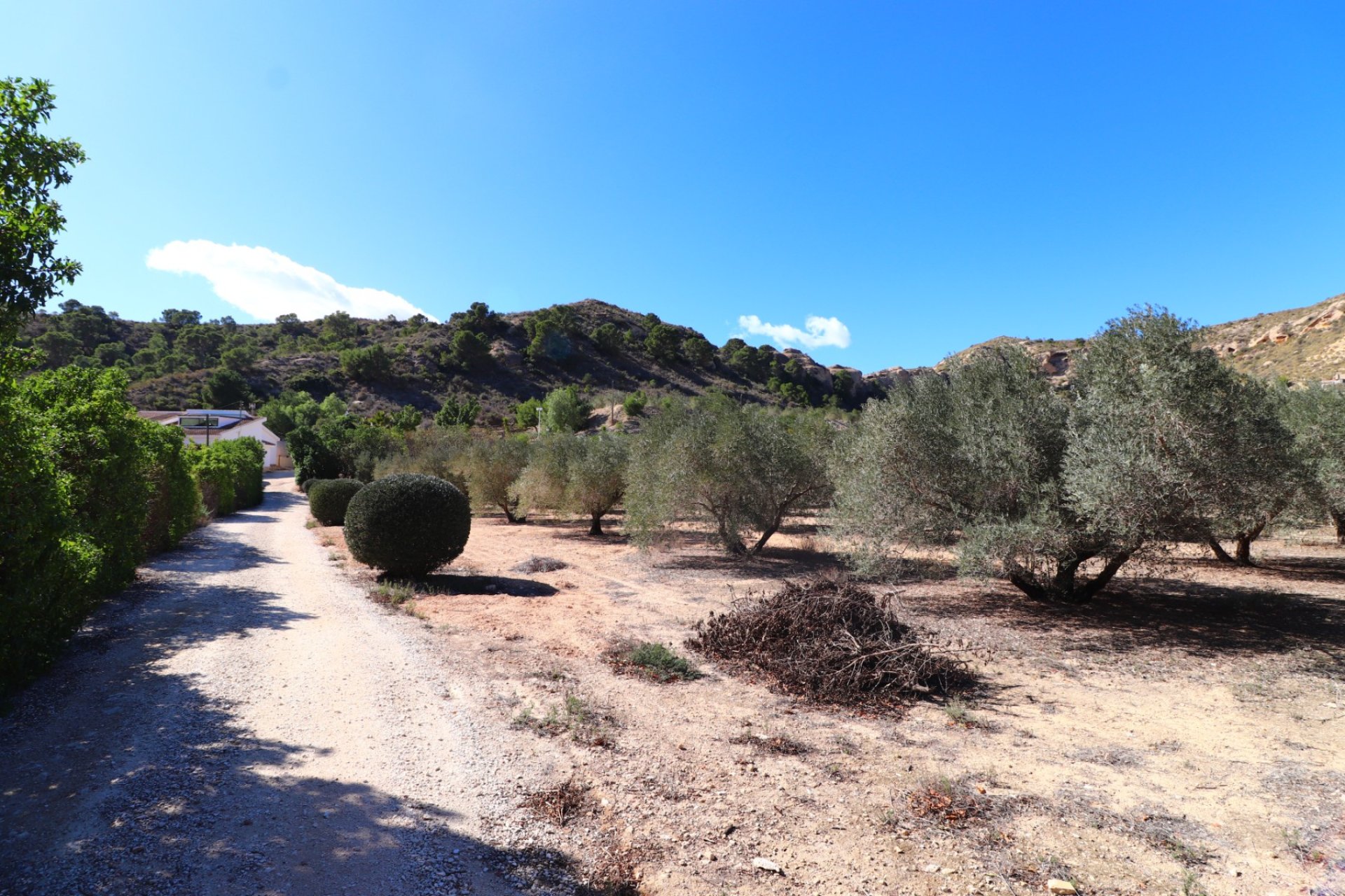 Resale - Country Property - Alicante - Aspe - Country