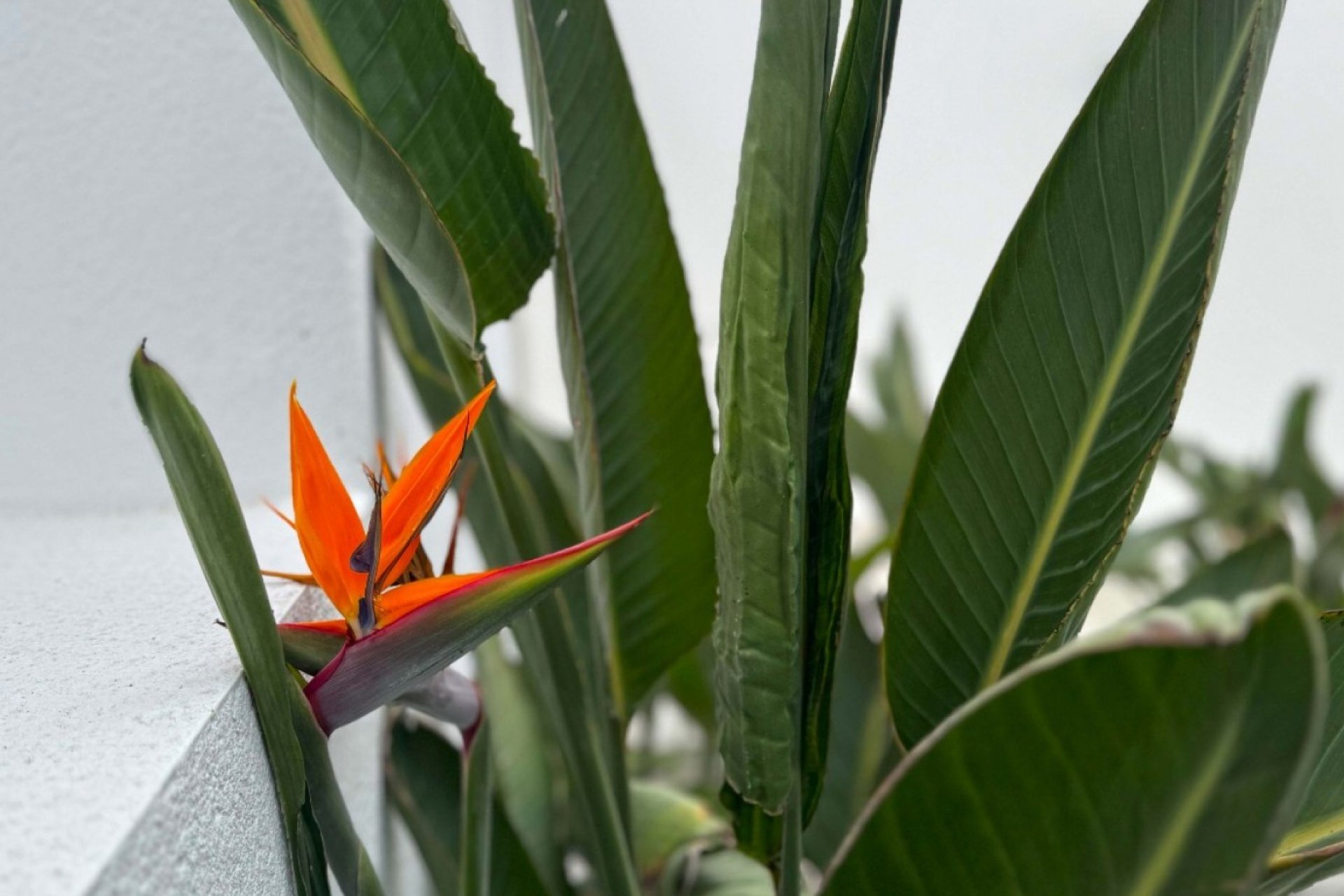 Resale - Detached House / Villa - Torrevieja - Los Balcones - Los Altos del Edén