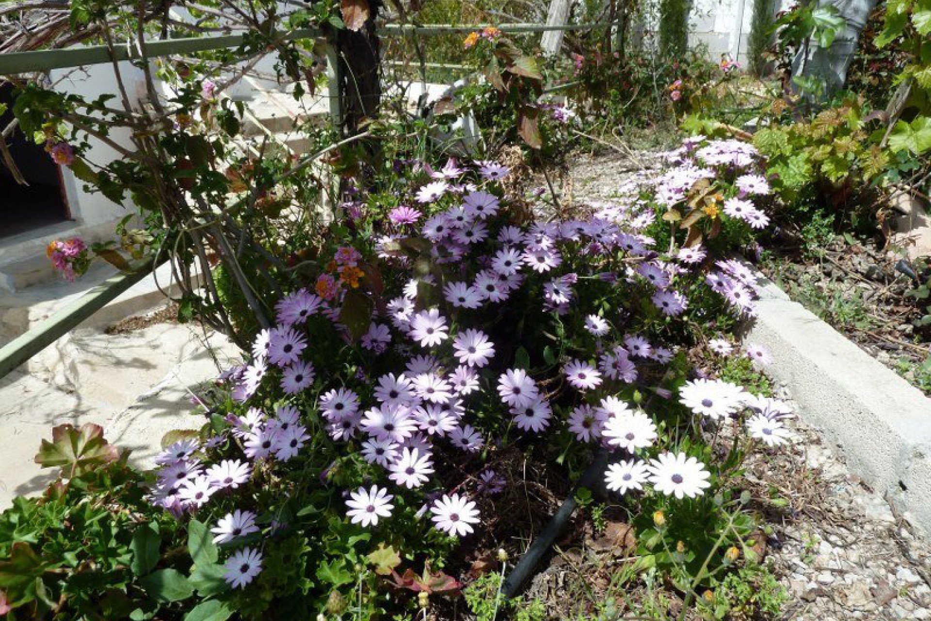 Resale - Semi Detached - Murcia