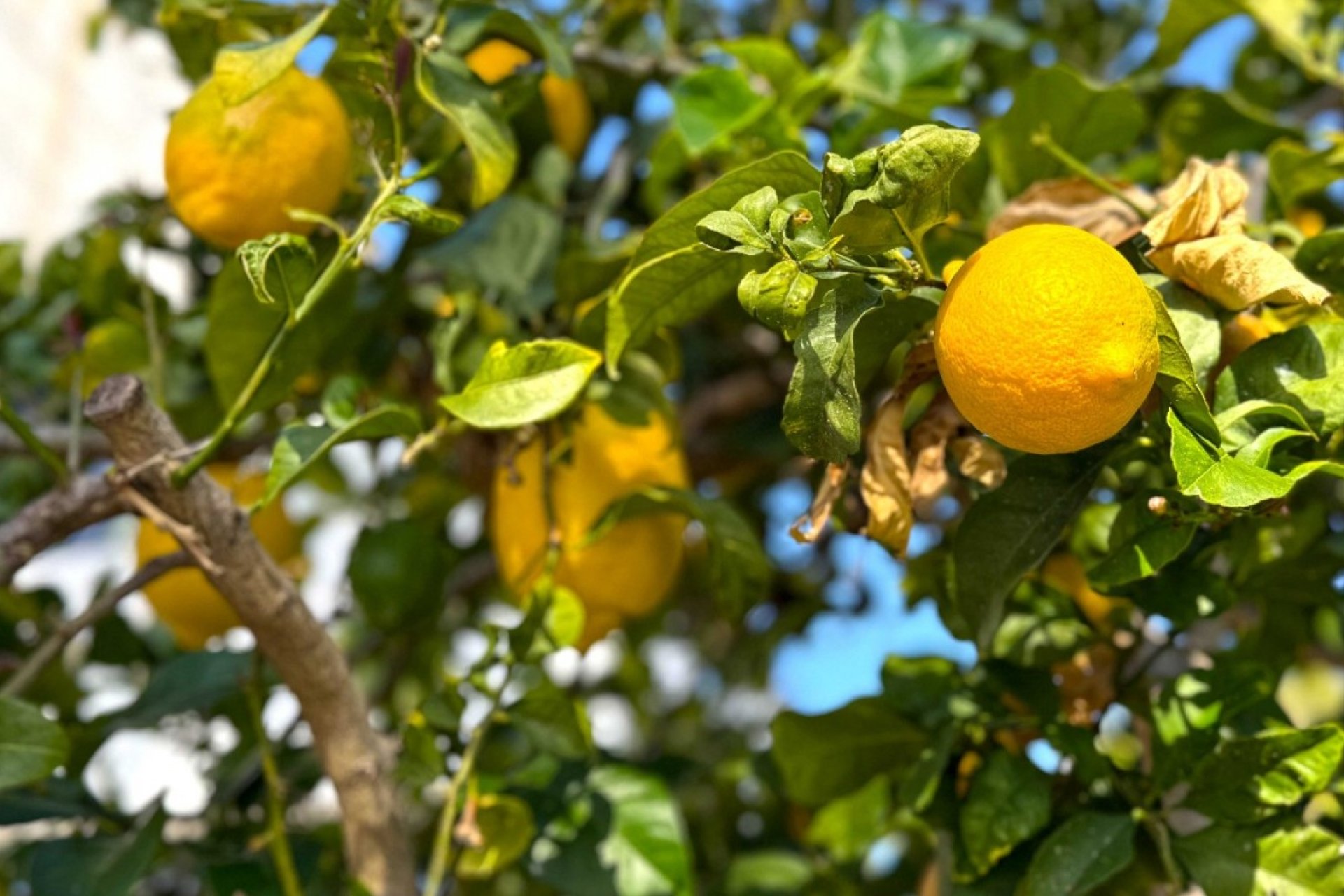 Reventa - Detached House / Villa - Orihuela Costa - Villamartín