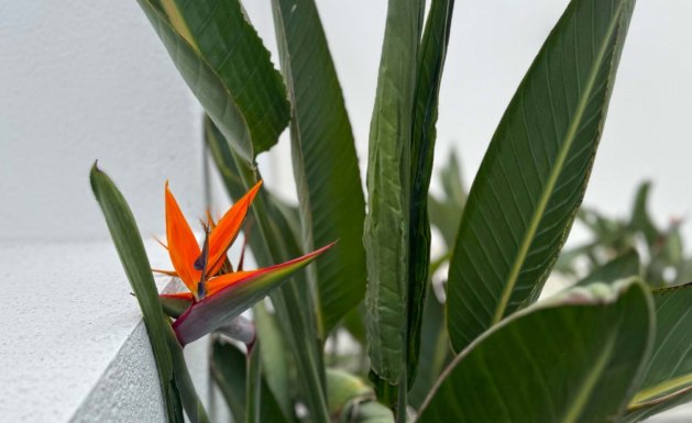 Resale - Detached House / Villa - Torrevieja - Los Balcones - Los Altos del Edén