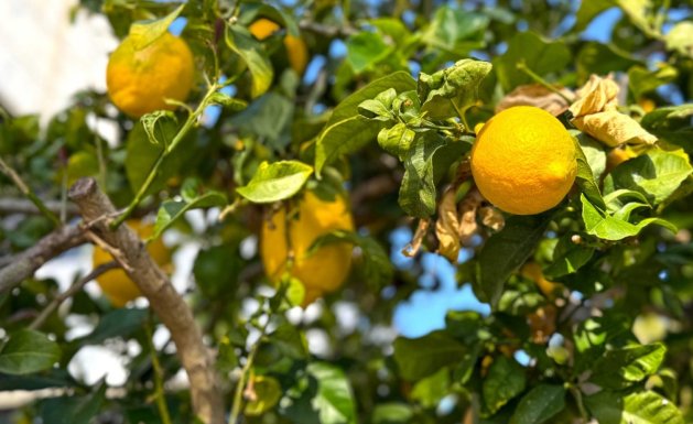 Herverkoop - Detached House / Villa - Orihuela Costa - Villamartín