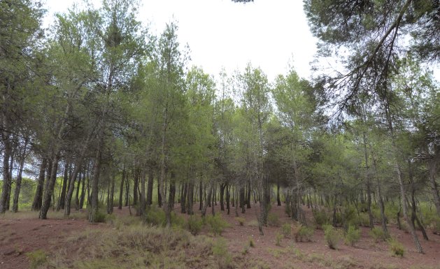 Reventa - Country Property - Ibi - Ibi - Country
